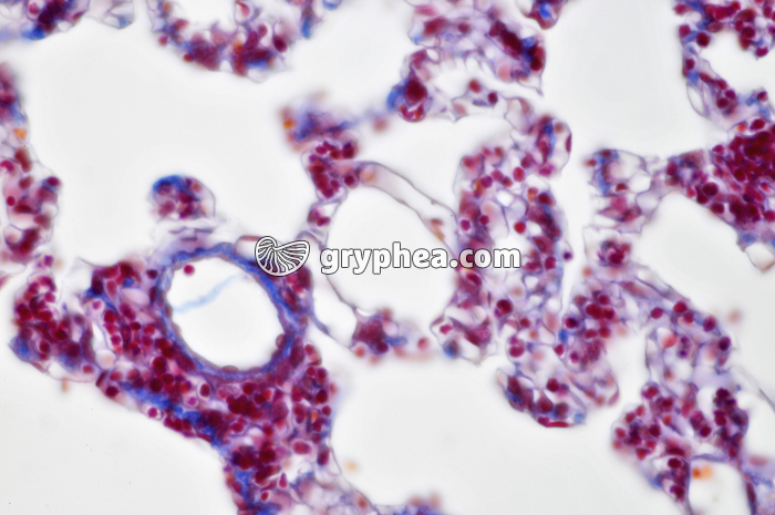 Poumon x160 - gryphea.org